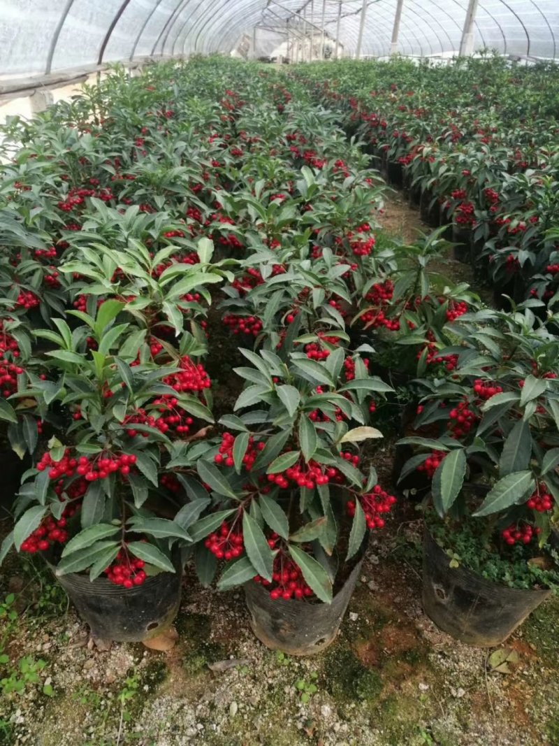 黄金万两18杯富贵籽自产自销大量有货基地直销