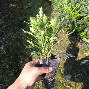 木春菊
