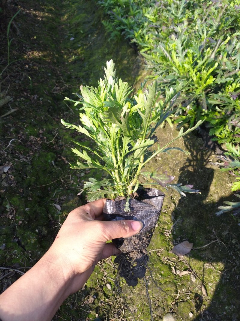 木春菊