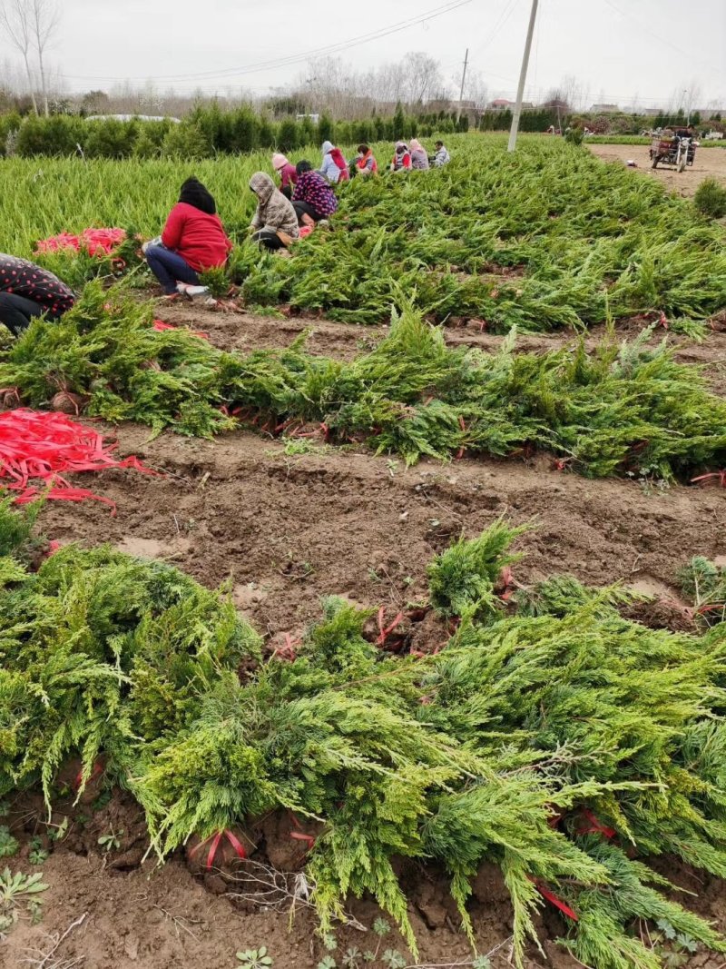 苗圃批发小龙柏.耐寒耐旱好成活绿化小龙柏墓地用苗四季长青