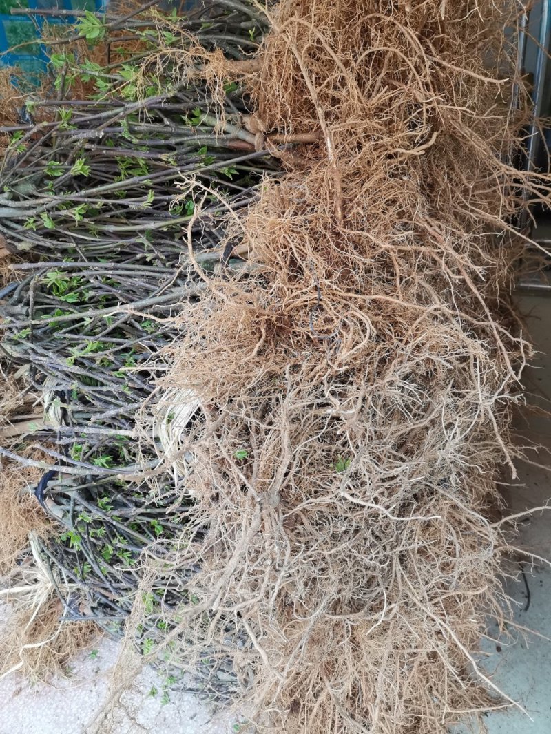 供应江西地产中药材一一正宗中花吴茱萸扞插苗