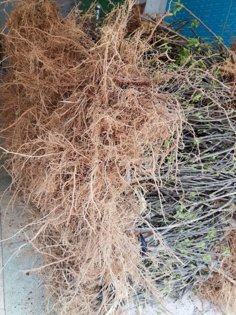 供应江西地产中药材一一正宗中花吴茱萸扞插苗
