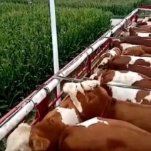 【推荐】肉牛牛犊品种齐全山东自家基地视频看货