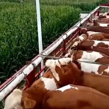 【推荐】肉牛牛犊品种齐全山东自家基地视频看货