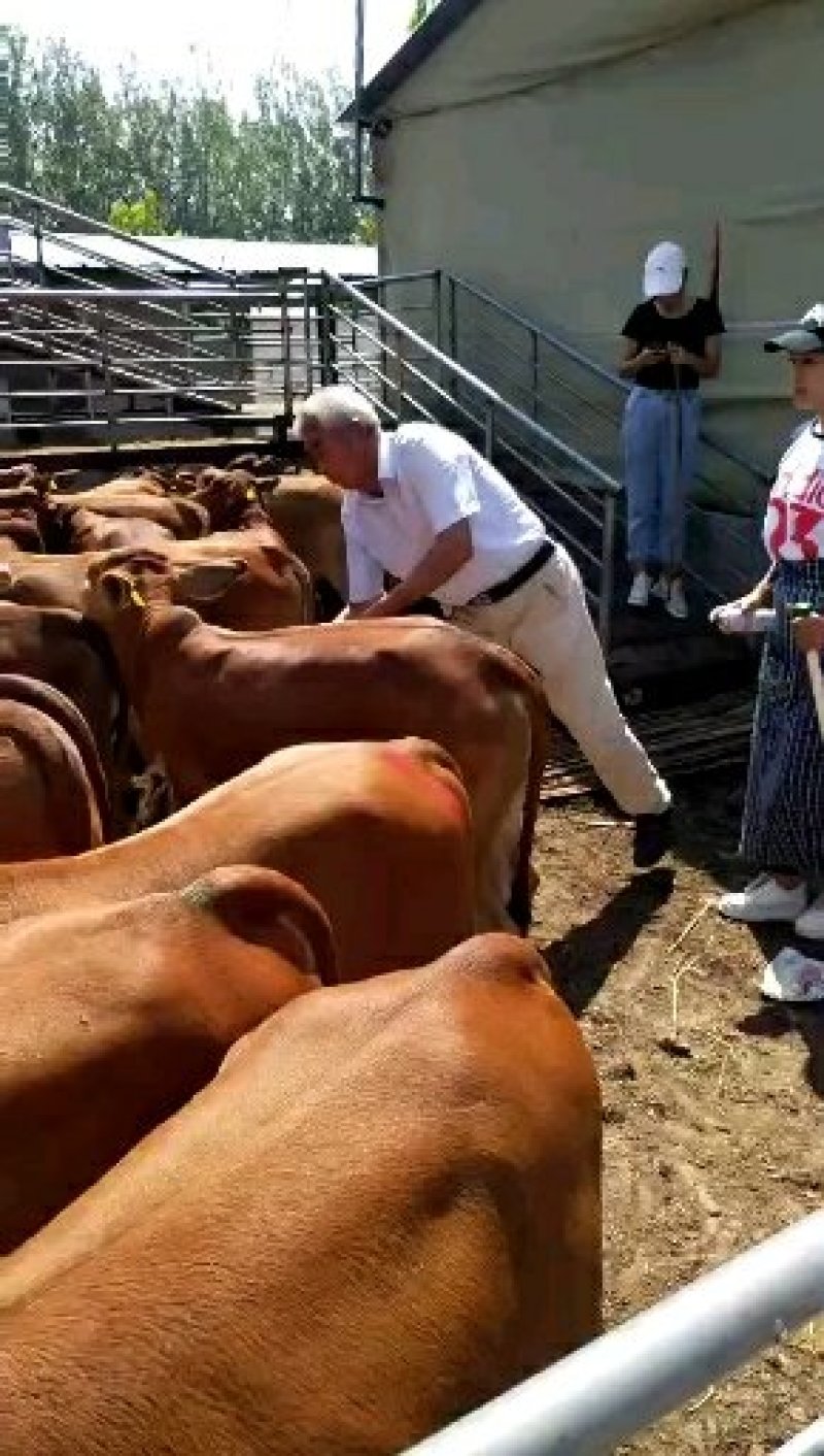 【推荐】肉牛牛犊品种齐全山东自家基地视频看货