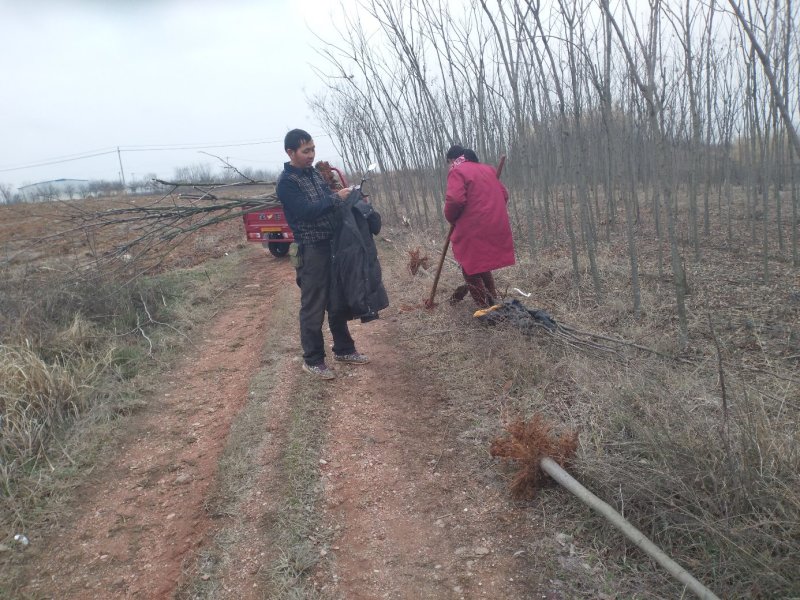 乔灌木4一12公分栾树正在出售中，自家种植的，欢迎选
