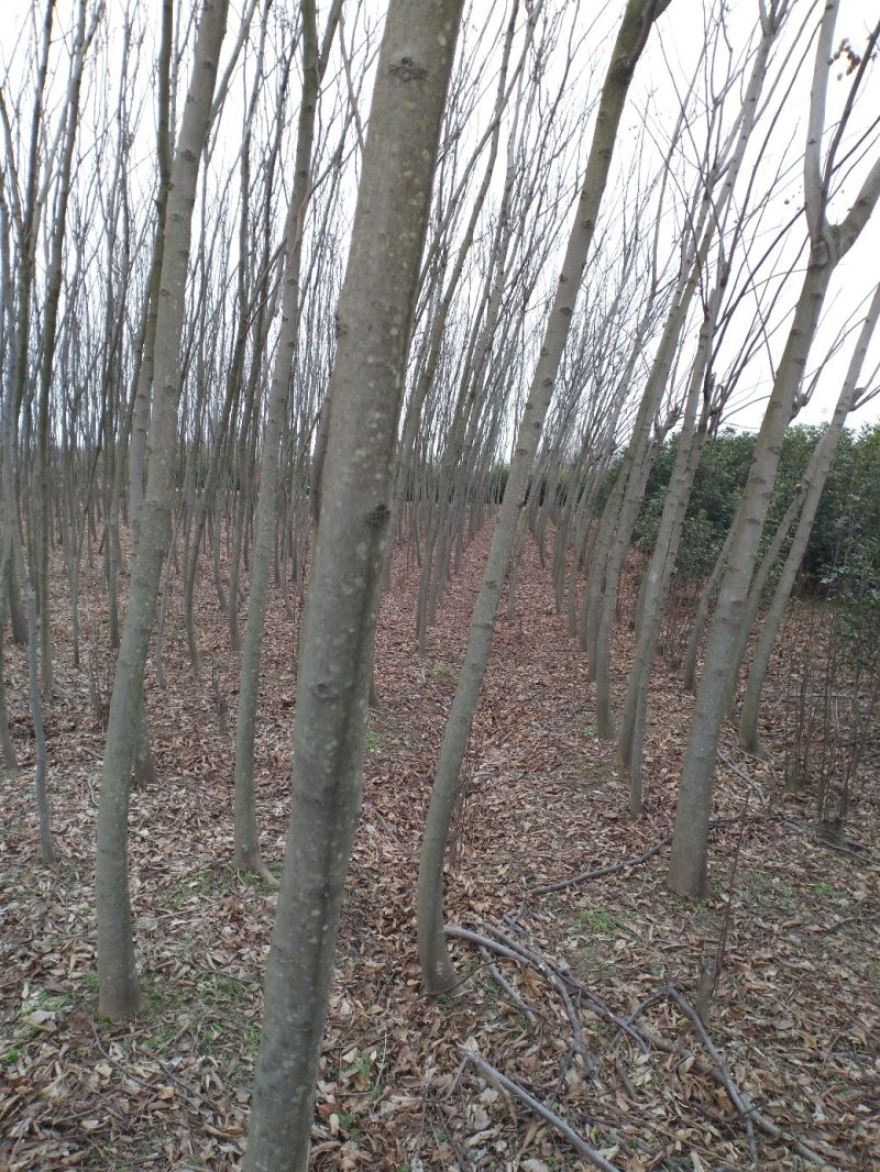 乔灌木4一12公分栾树正在出售中，自家种植的，欢迎选