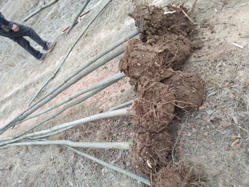 乔灌木4一12公分栾树正在出售中，自家种植的，欢迎选