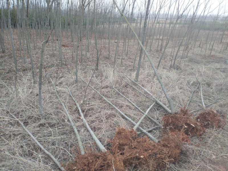 乔灌木4一12公分栾树正在出售中，自家种植的，欢迎选