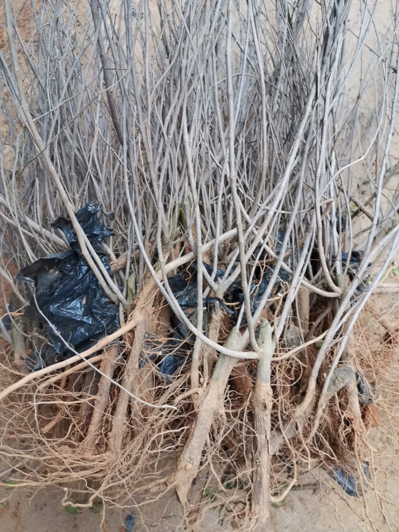 供应江西道地中药材蔓荆子正宗单叶高产苗木