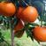 沃柑柑橘品种中的精品，口感细腻化渣，皮薄肉厚