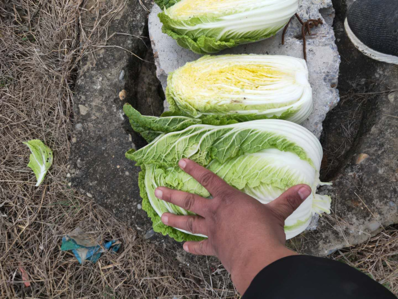 青杂三号白菜黄心白菜产地直发货源充足净菜各种包装齐全