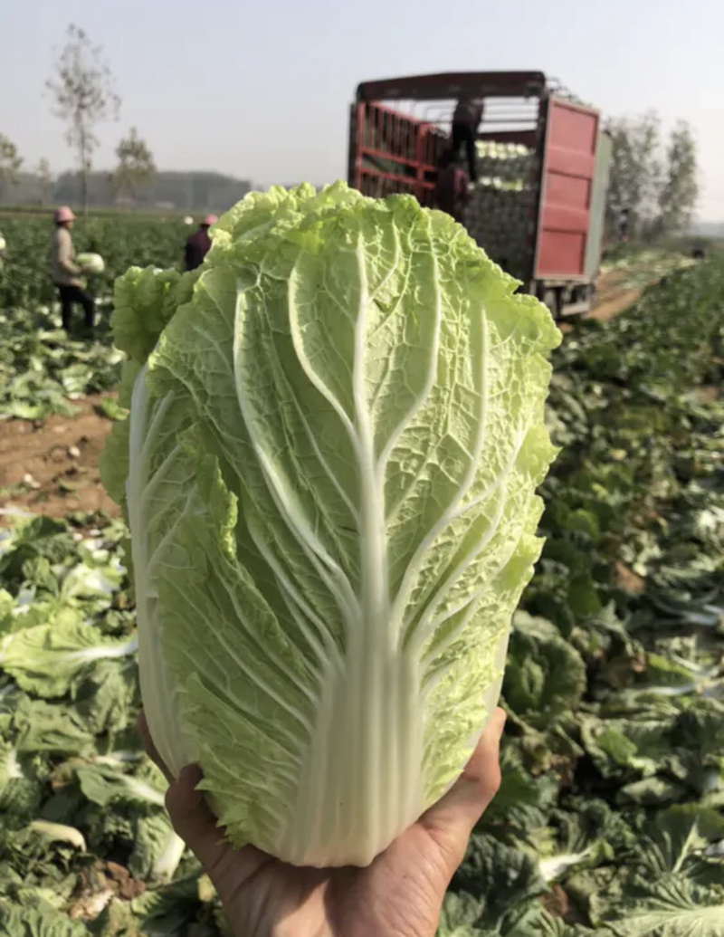 青杂三号白菜黄心白菜产地直发货源充足净菜各种包装齐全