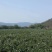 红心芭乐石榴，诚实力优质友商观园试果订购，健康好吃果园新