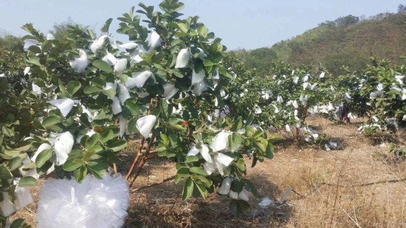 红心芭乐石榴，诚实力优质友商观园试果订购，健康好吃果园新