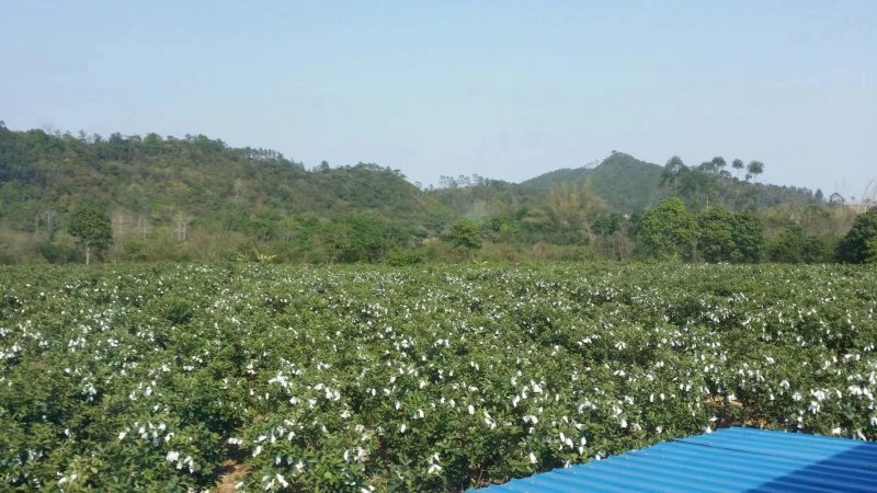红心芭乐石榴，诚实力优质友商观园试果订购，健康好吃果园新