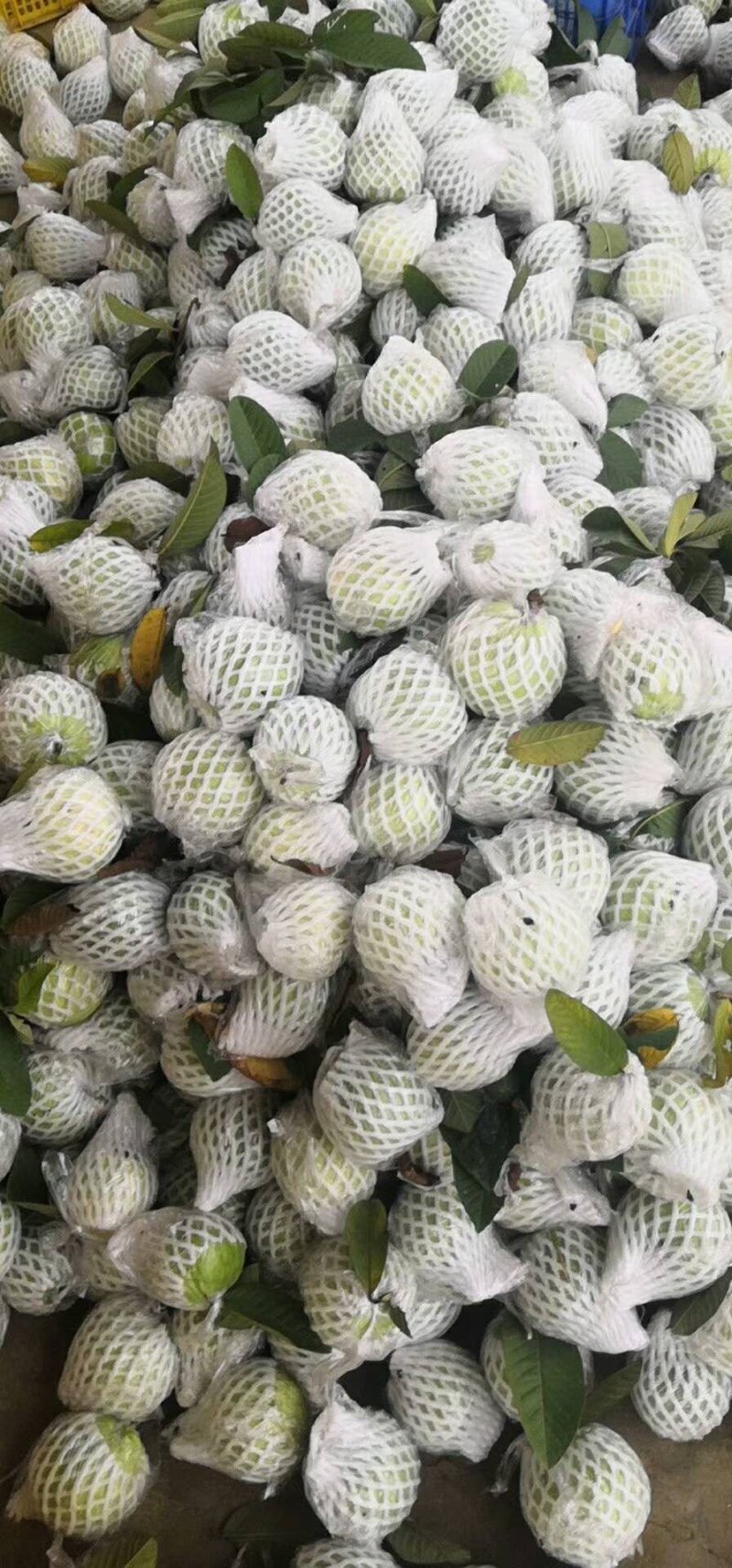 红心芭乐石榴，诚实力优质友商观园试果订购，健康好吃果园新