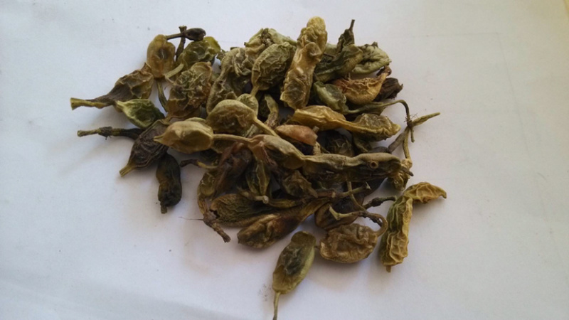 生槐角槐角茶槐实茶槐实槐子槐豆农副土特产