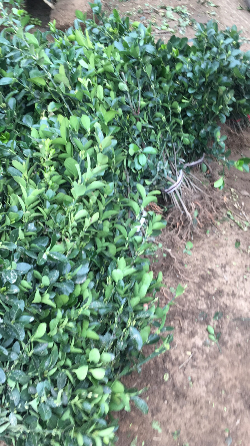 苏北苗木基地大叶冬青大叶黄杨冬青床苗工程苗