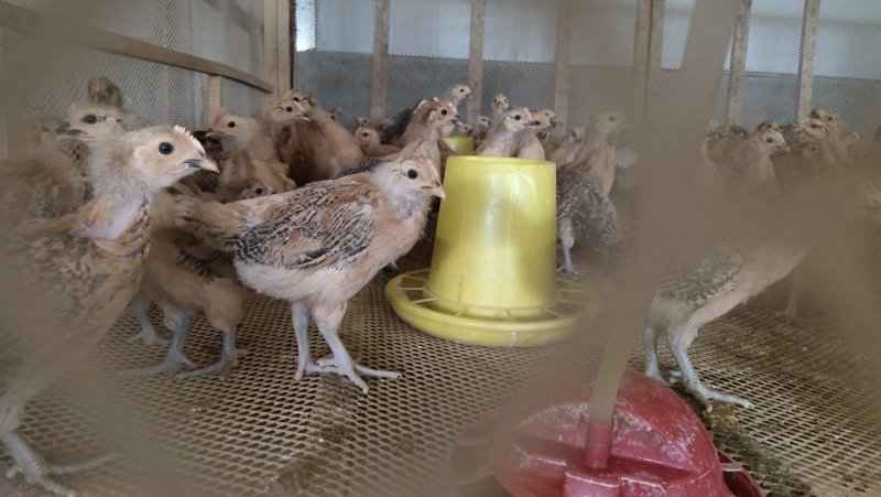 土鸡脱温苗
