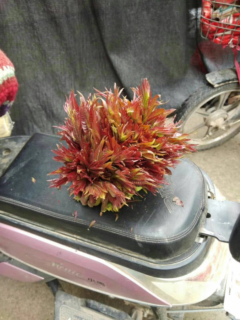 山西香椿芽上市，大棚露天香椿芽，嫩香椿芽，精品货源量大