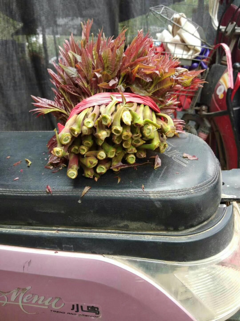 山西香椿芽上市，大棚露天香椿芽，嫩香椿芽，精品货源量大