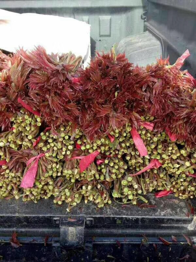 山西香椿芽上市，大棚露天香椿芽，嫩香椿芽，精品货源量大
