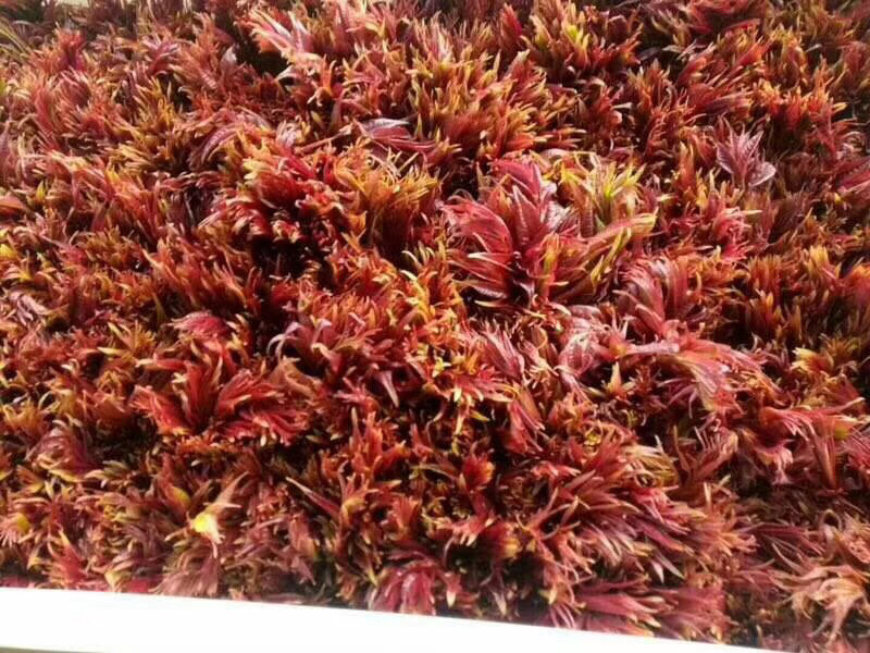 山西香椿芽上市，大棚露天香椿芽，嫩香椿芽，精品货源量大