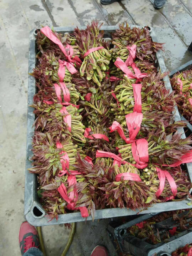 山西香椿芽上市，大棚露天香椿芽，嫩香椿芽，精品货源量大