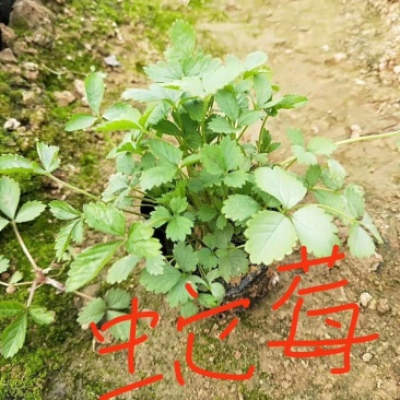 蛇莓自己苗圃直供，现货供应