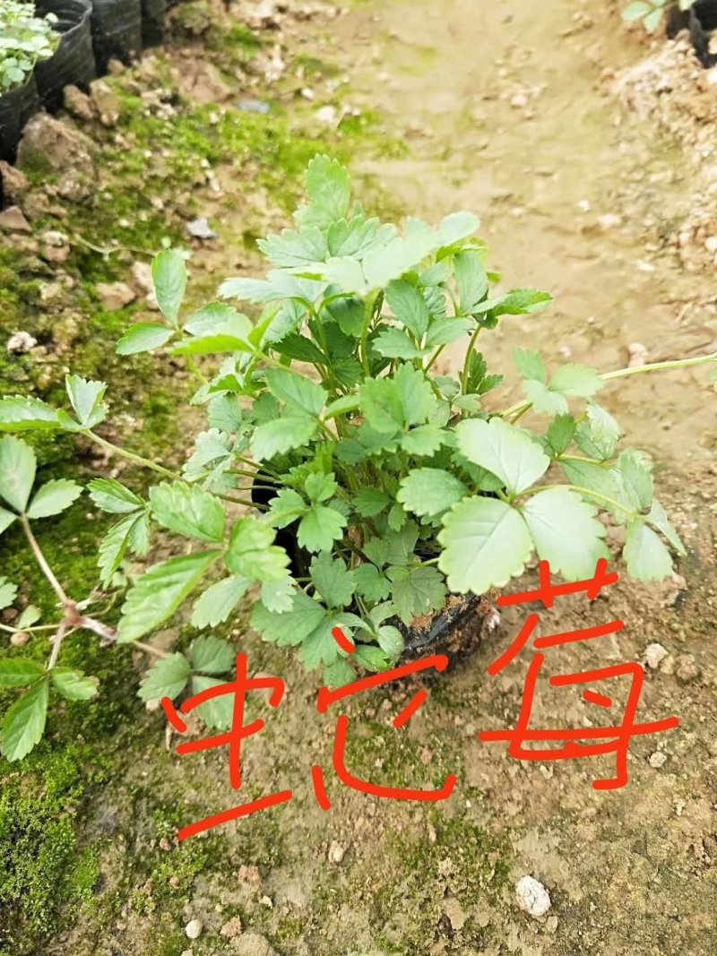 蛇莓自己苗圃直供，现货供应