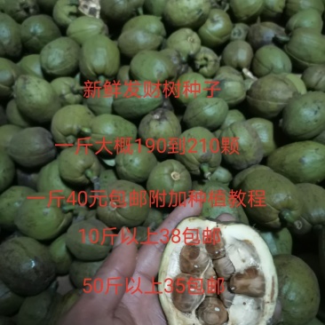 发财树种子包邮