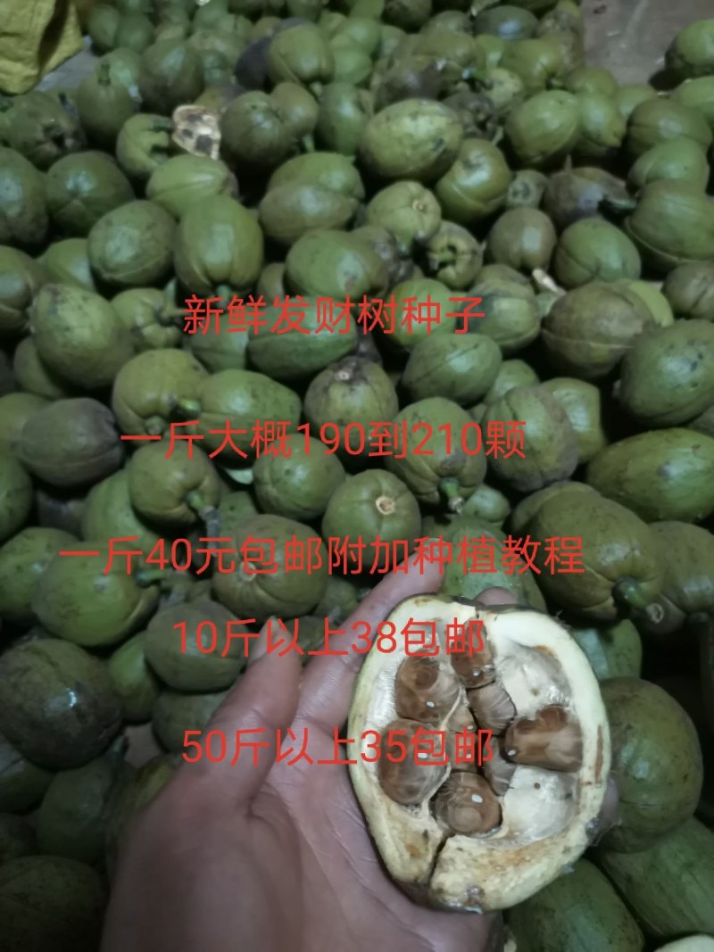 发财树种子包邮