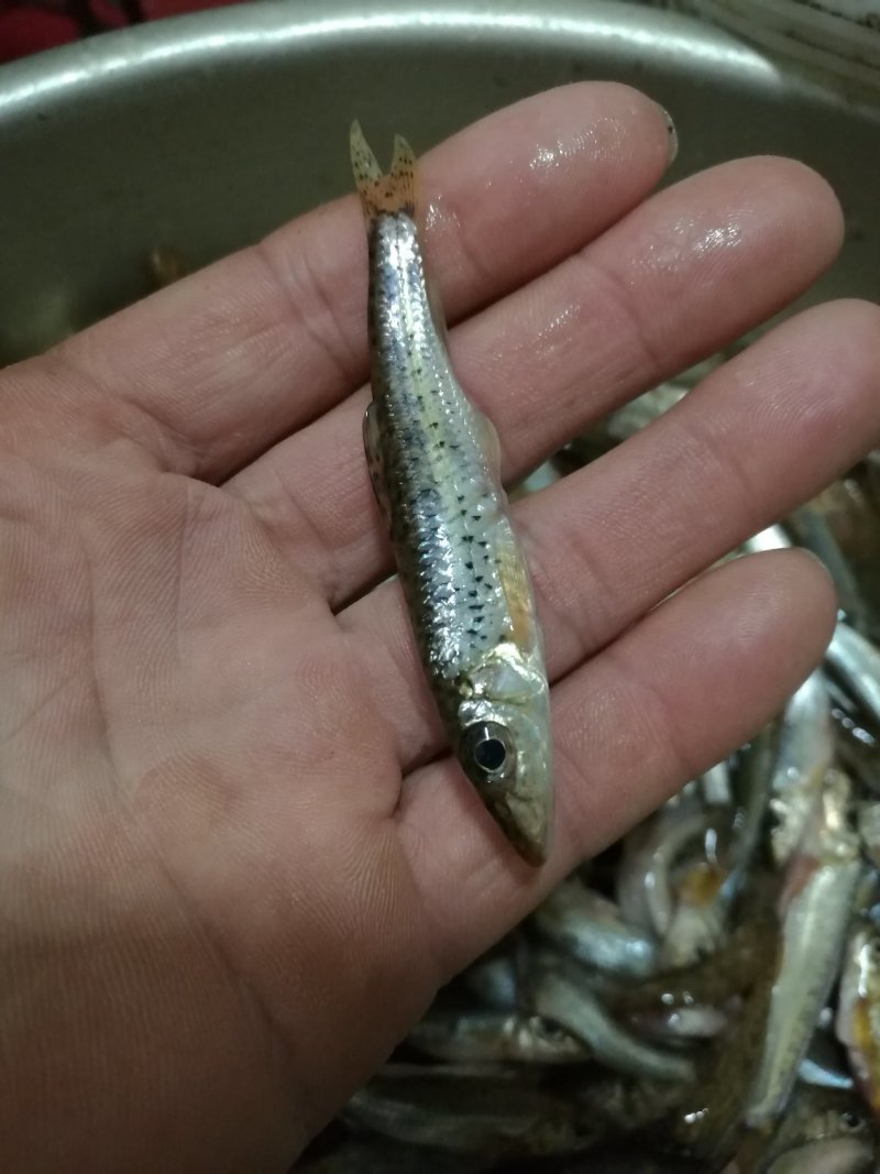 花骨鱼淡水鱼去肚冷冻2斤包装冰鲜活体规格7到14厘米