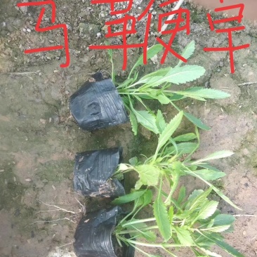 马鞭草柳叶马鞭草，苗圃直供