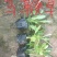马鞭草柳叶马鞭草，苗圃直供