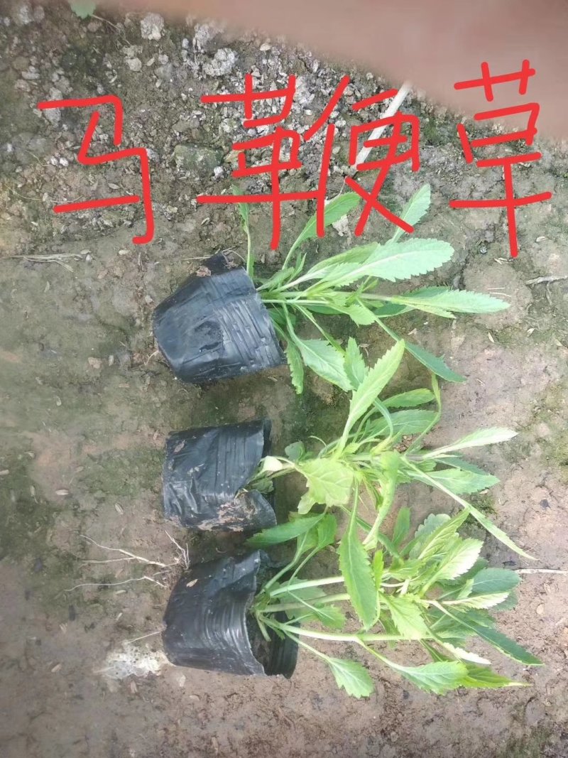 马鞭草柳叶马鞭草，苗圃直供