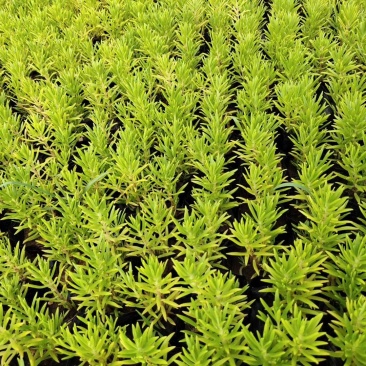 佛甲草绿叶佛甲草自己苗圃种植