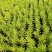 佛甲草绿叶佛甲草自己苗圃种植