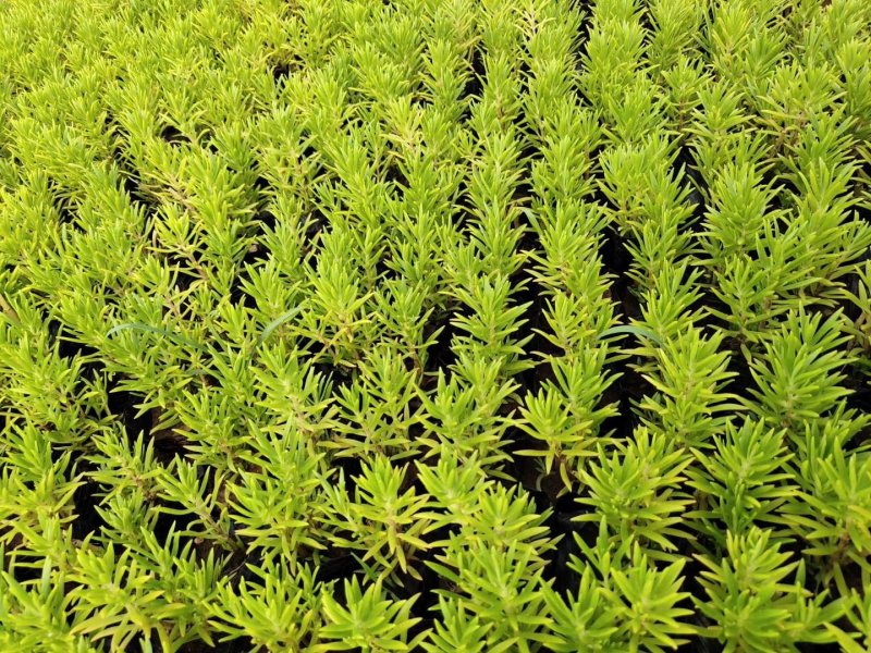 佛甲草绿叶佛甲草自己苗圃种植