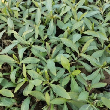 宿根福禄考，当年开花，花球大