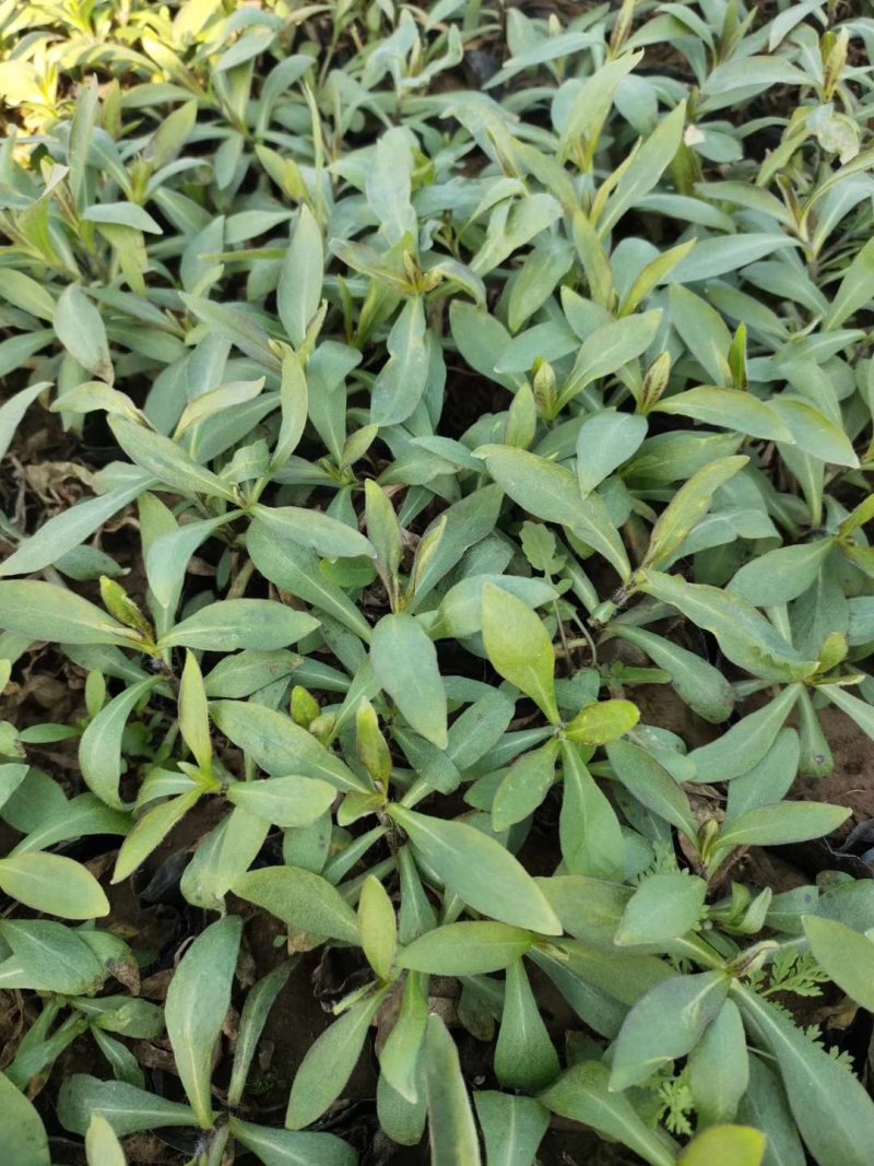 宿根福禄考，当年开花，花球大