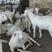 肉羊山羊牧场直销怀孕羊育肥羊种羊包运输包成活