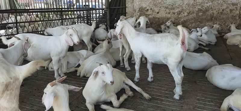 肉羊山羊牧场直销怀孕羊育肥羊种羊包运输包成活