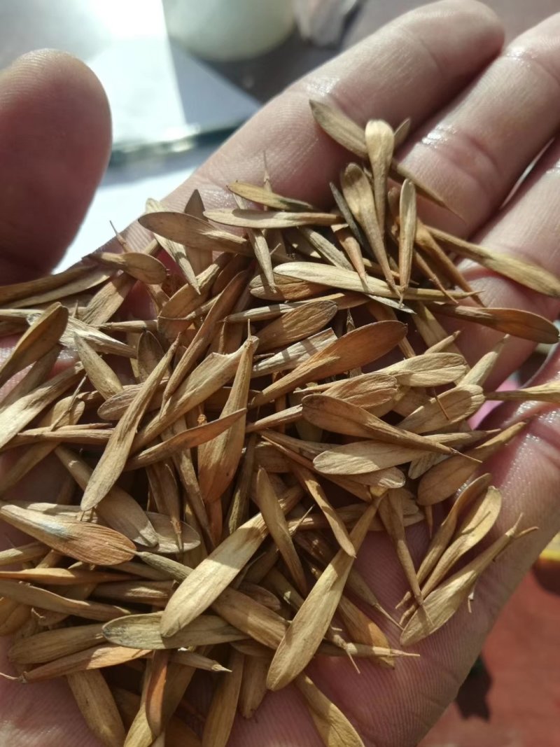 白蜡种子。辽宁货。质量杠杠的。苗率好