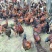 脱温土鸡苗白肉黑肉本地土鸡苗云贵川可发