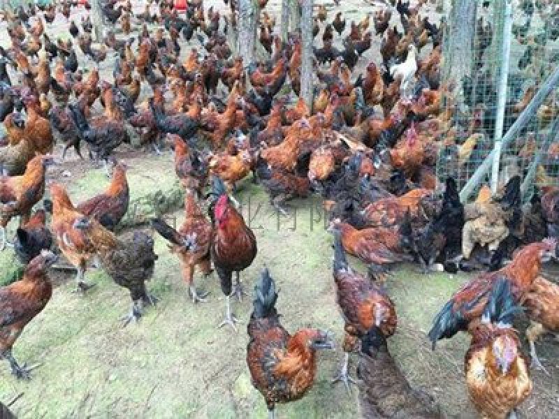 脱温土鸡苗白肉黑肉本地土鸡苗云贵川可发