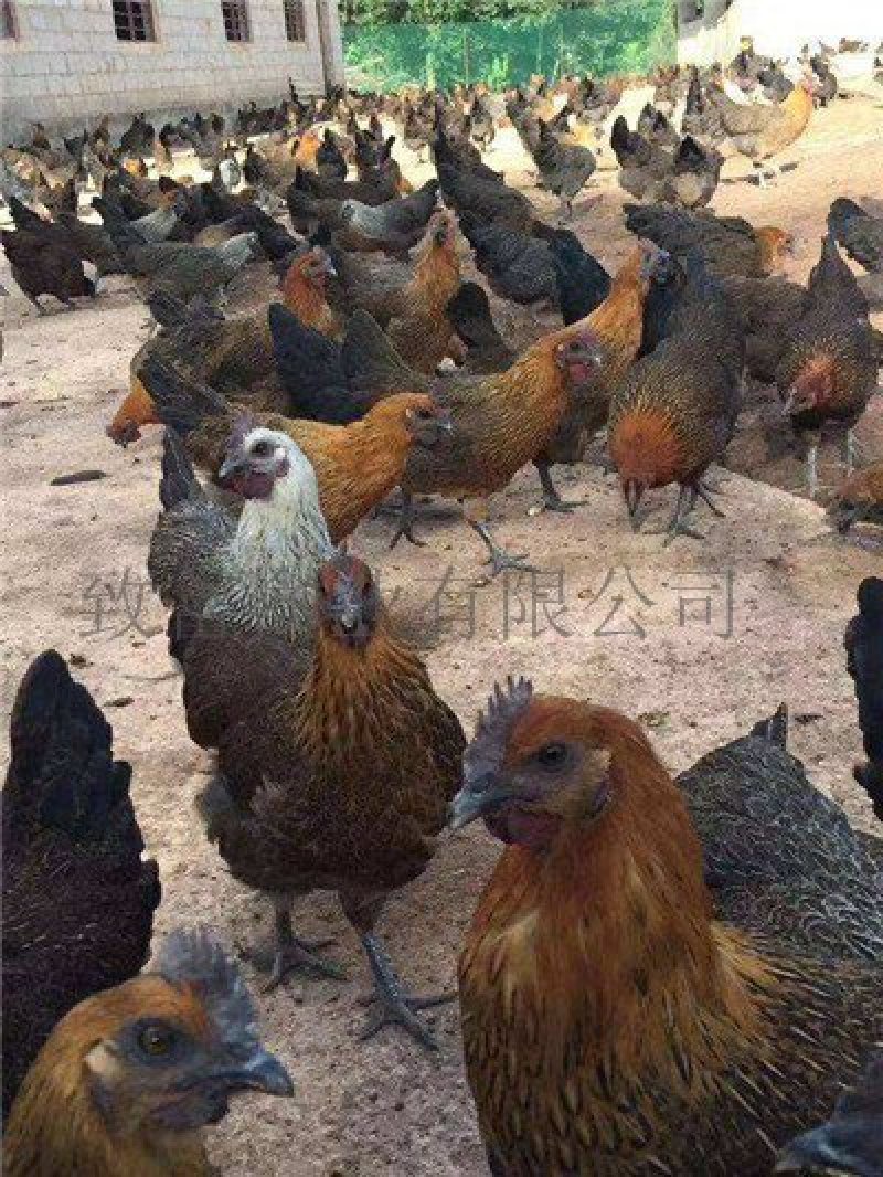 脱温土鸡苗白肉黑肉本地土鸡苗云贵川可发