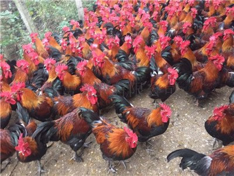 脱温土鸡苗白肉黑肉本地土鸡苗云贵川可发