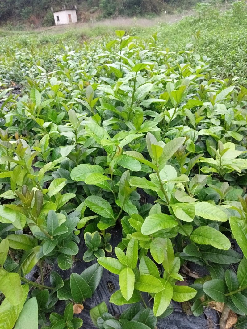 广东佛手苗，省内包邮，20一60公分
